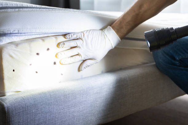 Best Bed Bug Extermination  in Meyers, CA