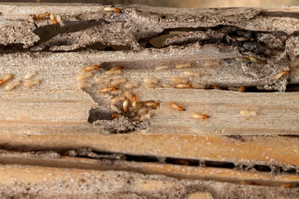 Best Exterminator Services  in Meyers, CA
